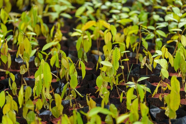 Planten kweken in potten en plantenteelt