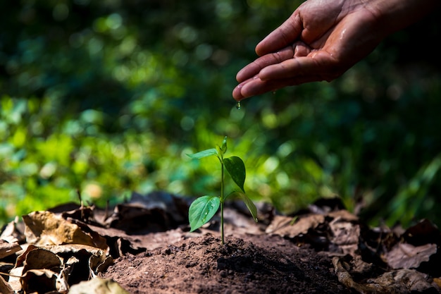 Planten kweken