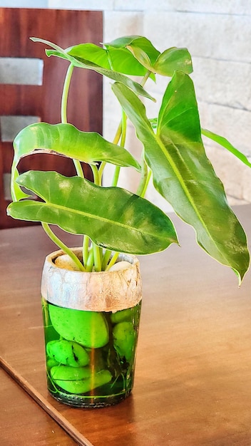 planten met groene bladeren op de eettafel geplaatst