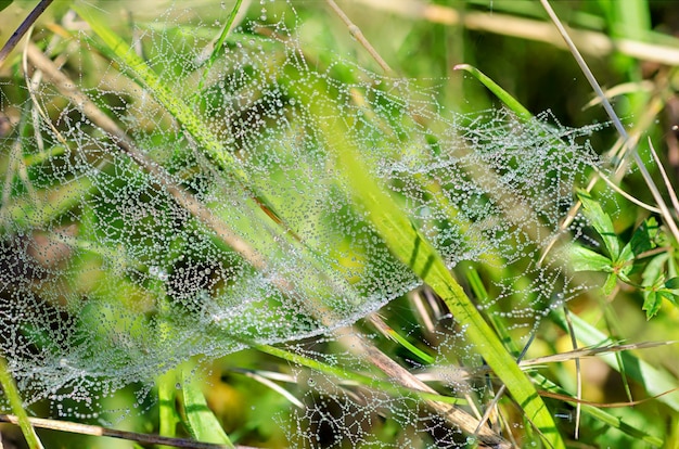 Planten met web