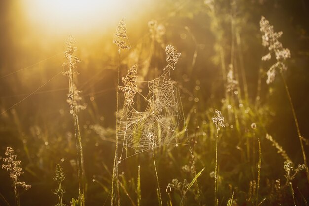 Planten met web