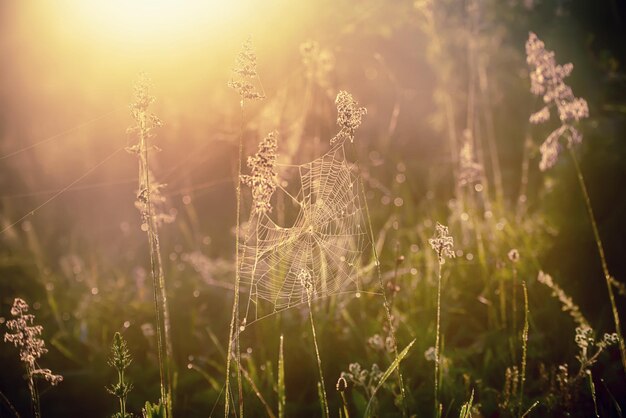 Planten met web