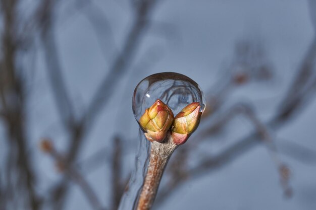 Planten na een ijzige regen Takken van planten en scheuten bedekt met ijs