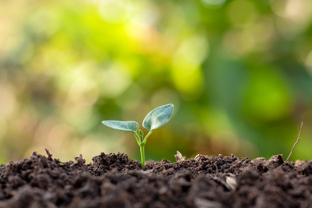 Planten of bomen met groene bladeren die op de grond groeien en de achtergrond van de groene natuur vervaagt met het concept van herbebossing en bosherstel met natuurlijke cyclus.