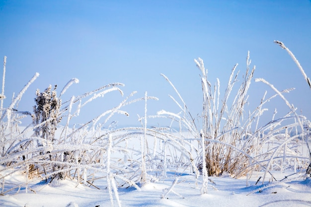 Planten onder de sneeuw in de wintersneeuwval