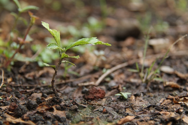 planten op de grond