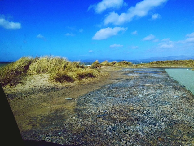 Foto planten op de kust tegen de lucht