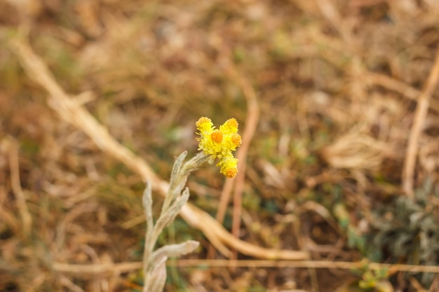 Planten op de top van het Demerdzhi-gebergte