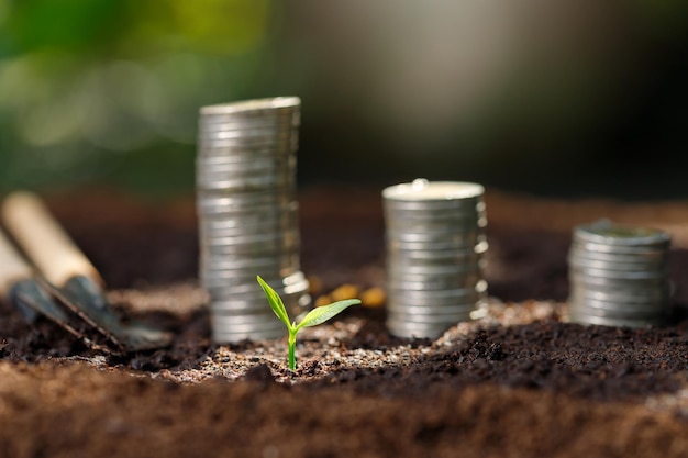 Foto planten op gestapelde munten met het financiële concept gebaseerd op het idee om geld te besparen en te groeien