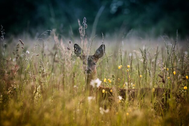 Foto planten op gras