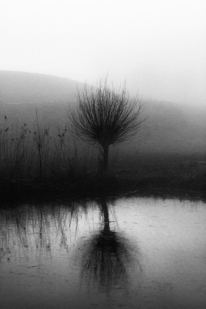 Planten op het landschap die zich weerspiegelen in de vijver tijdens mistig weer