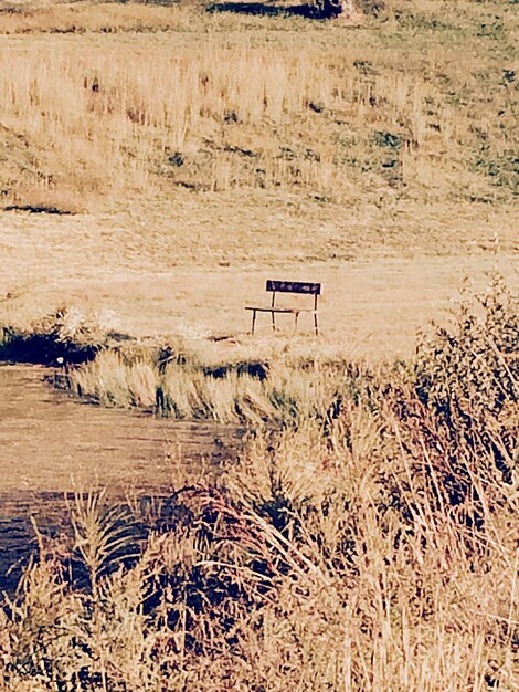 Foto planten op het landschap