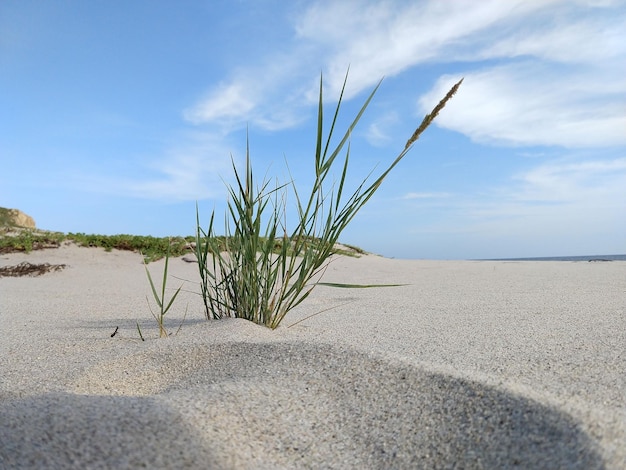 Foto planten op het strand tegen de lucht