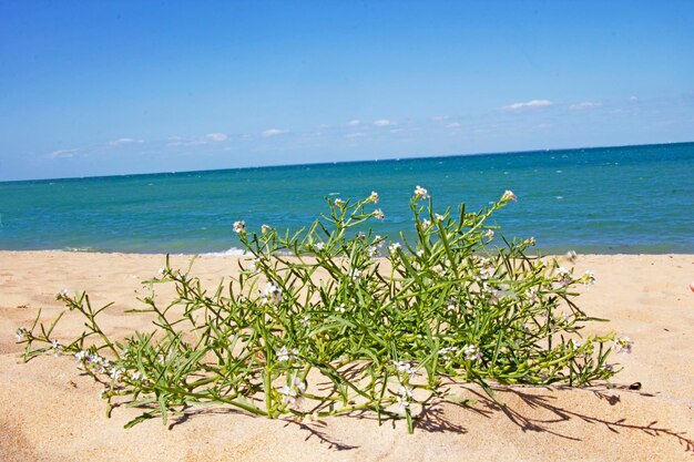 Foto planten op het strand tegen de lucht