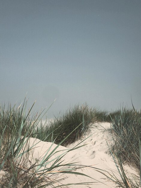 Foto planten op het strand tegen een heldere lucht