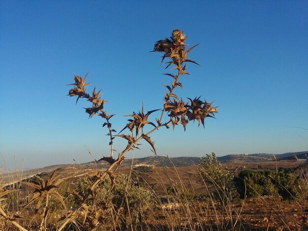 Planten op het veld tegen een heldere blauwe lucht