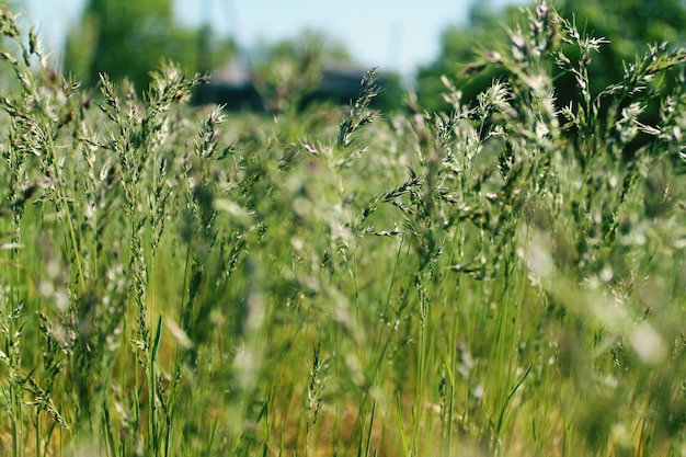 Planten op het veld
