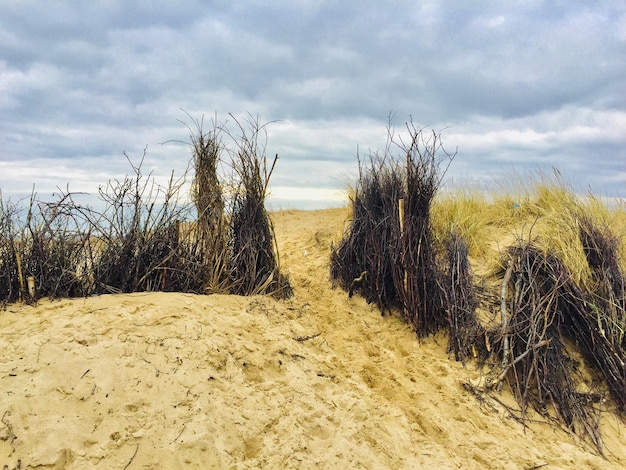 Foto planten op het zandstrand tegen de lucht