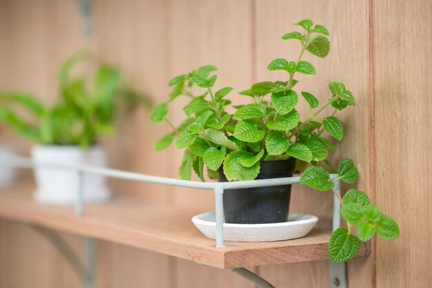 Planten op houten plank