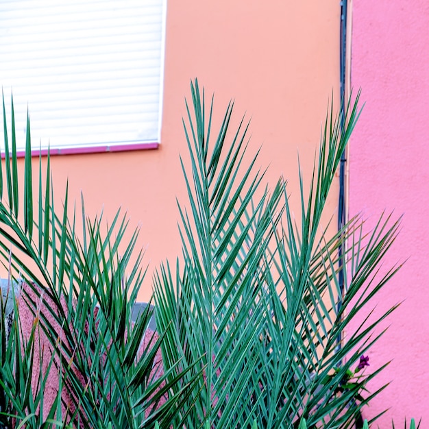 Planten op roze. Buiten palmen. Tropische minimale vibes