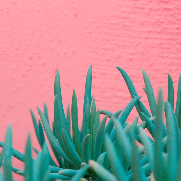 Planten op roze mode concept art. Aloë cactus groen op roze muur