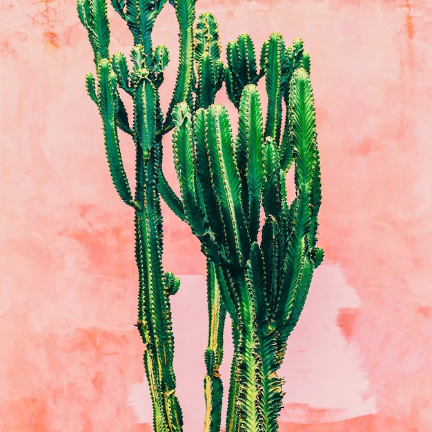 Planten op roze mode concept. Cactus op roze muurachtergrond. Minimale plantenkunst