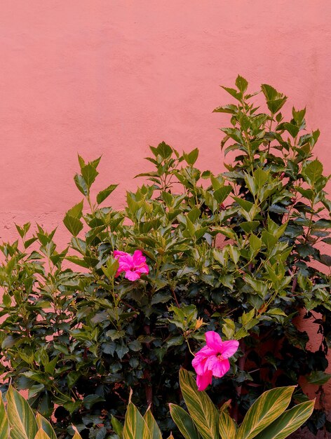 planten op roze mode concept. Tropische bloemen op roze muur als achtergrond