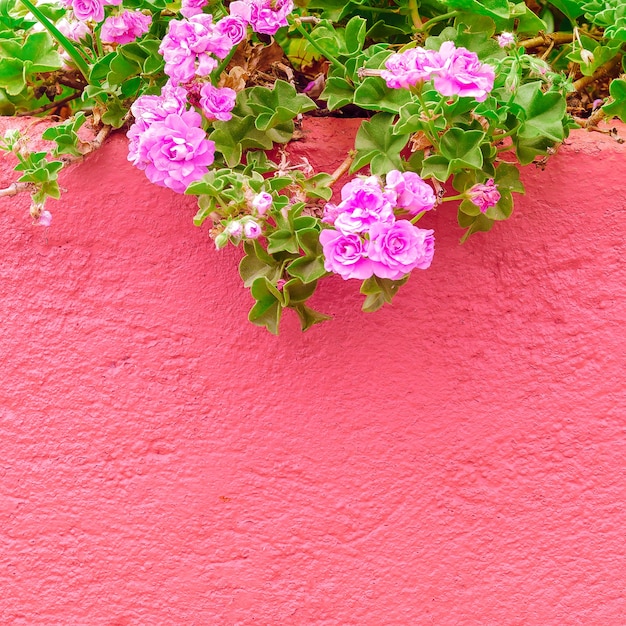 planten op roze mode concept. Tropische roze bloemen op roze muur