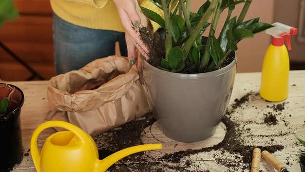 Planten overplanten in een andere pot, tuingereedschap ligt op een houten tafel, een schop, een gele wateri