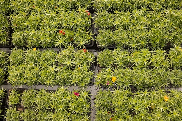 planten rijen bovenaanzicht