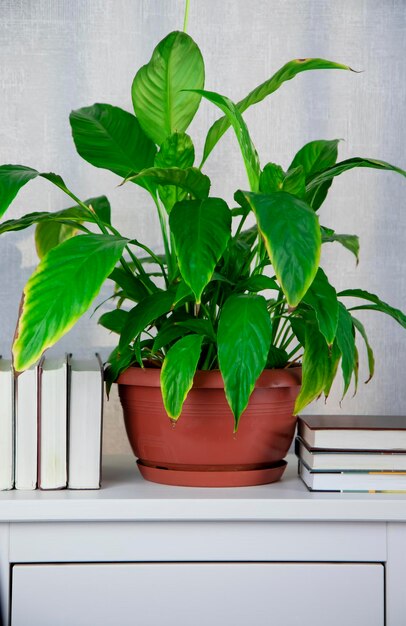 planten Spathiphyllum in het interieur