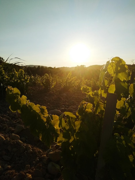 Foto planten tegen de hemel bij zonsondergang