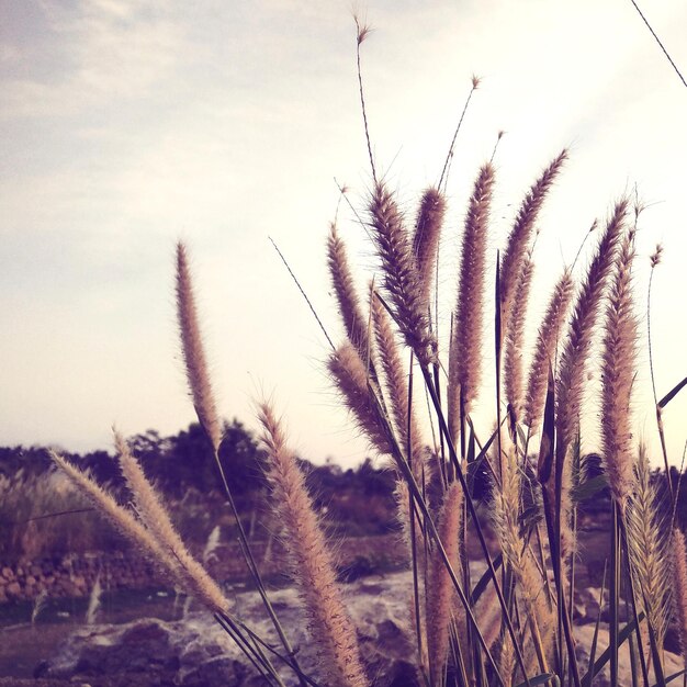 Foto planten tegen de lucht