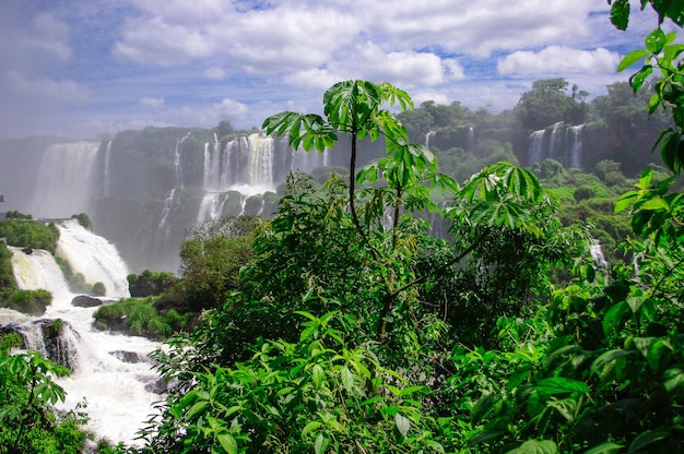 Planten tegen een waterval