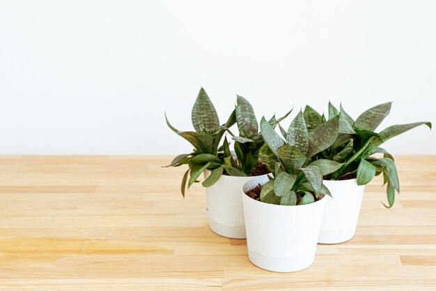 Planten thuis op tafel op witte achtergrond..