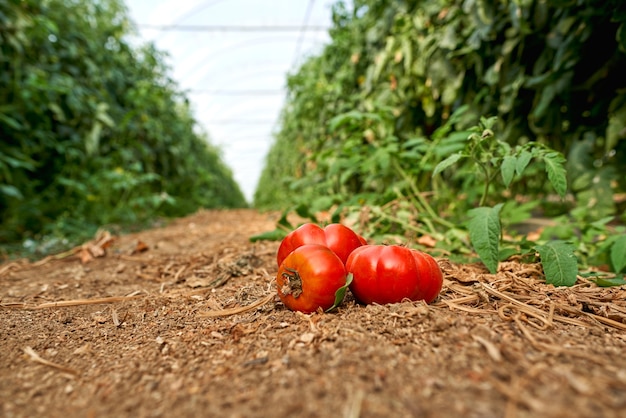 Planten tomaten groeien in kas.