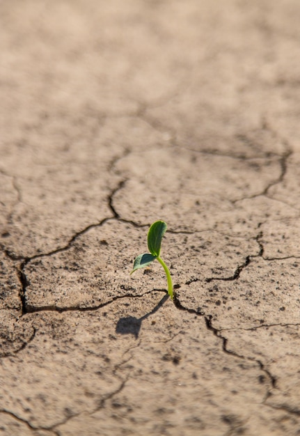 Planten uit droge bodem Selectieve focus