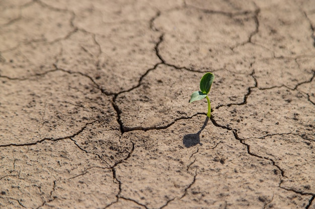 Planten uit droge bodem Selectieve focus