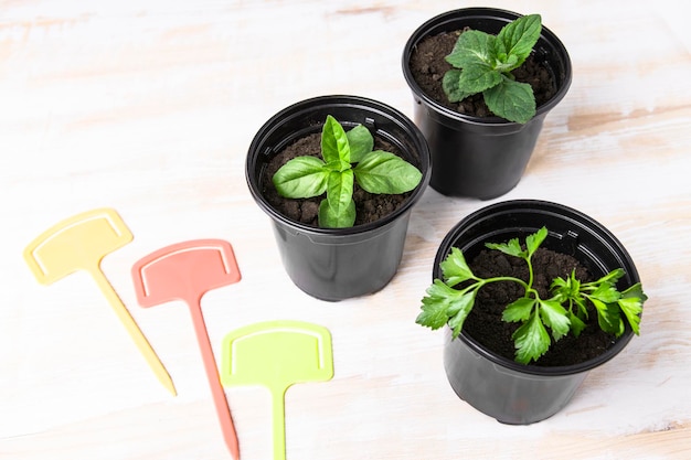 Planten van basilicum-munt-peterselie in potten op een houten tafelblad Weergave Platen voor kopieerruimte voor plant