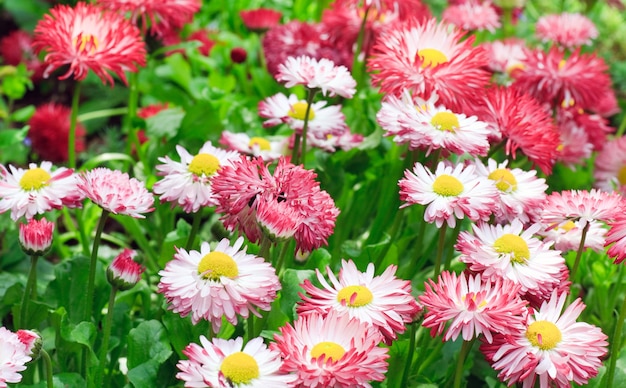 Planten van madeliefje met bloemen