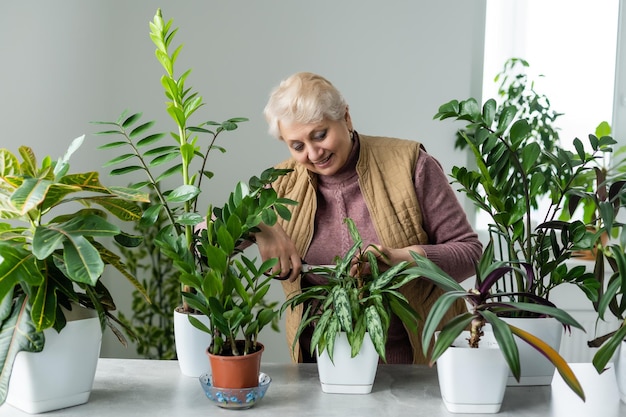 Foto planten verplanten. kamerplanten in pot. oudere vrouw houdt zich bezig met haar hobby. ingemaakte groene planten thuis.