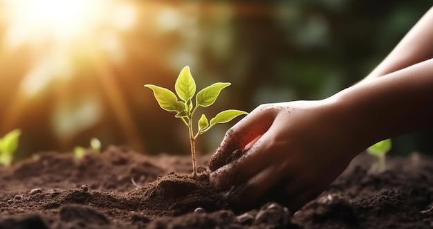 Planten verzorgen met één hand natuurlijke planten zaaien en kweken