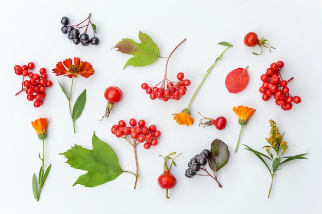 Planten viburnum rowan bessen dogrose bloemen kleurrijke bladeren geïsoleerd op een witte achtergrond