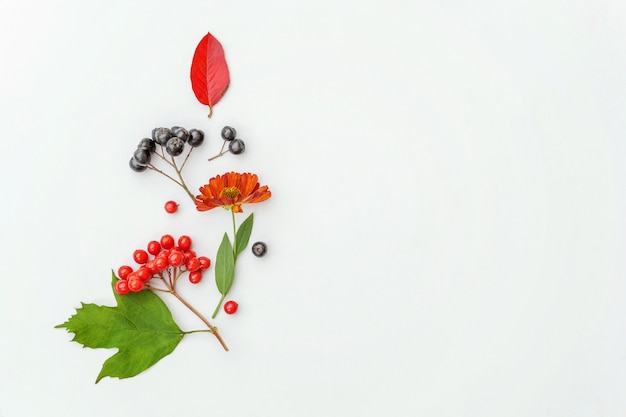 Planten viburnum rowan bessen dogrose verse bloemen kleurrijke bladeren geïsoleerd op een witte achtergrond