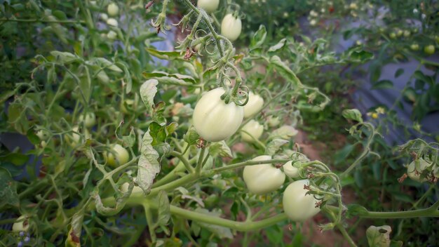 planten voor de teelt van verse tomaten