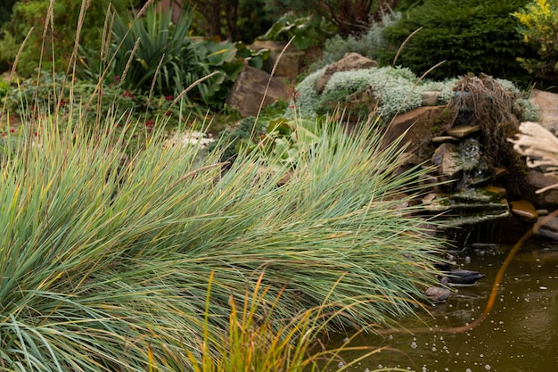 Planten voor een tuinvijver in landschapsontwerp