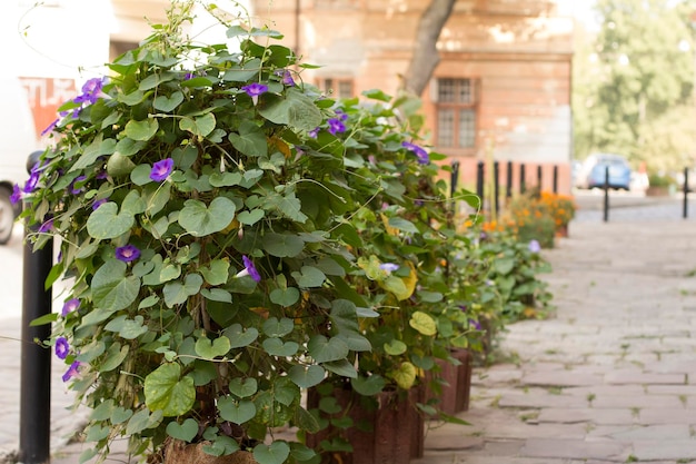 Foto planten weven op straat