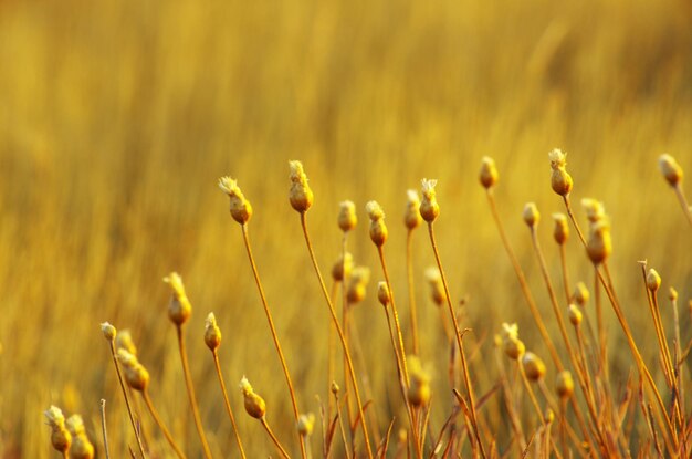 Planten