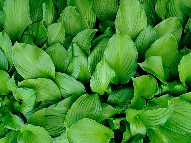 Plantenachtergrond van groene bladeren