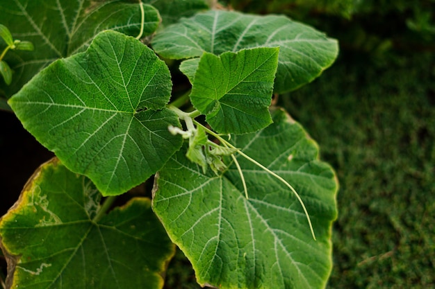 Plantenfotografie